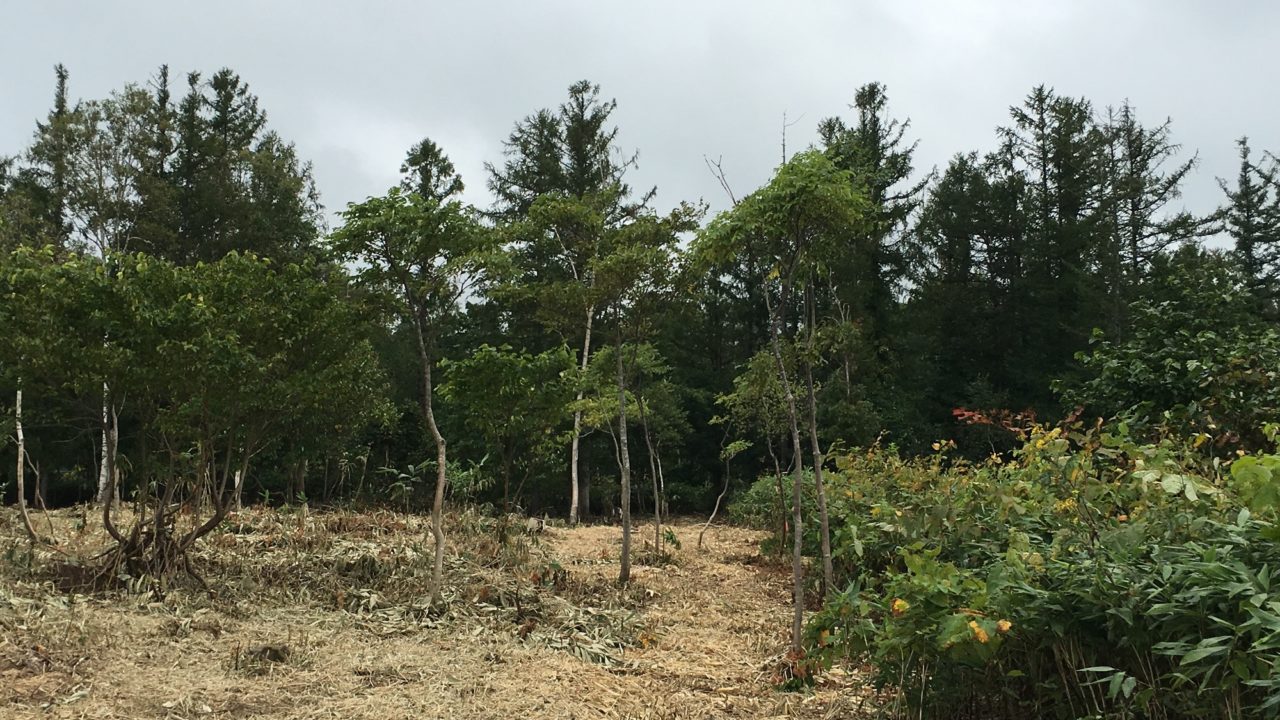 Niseko Annupuri Land Development Property Sales Hokkaido