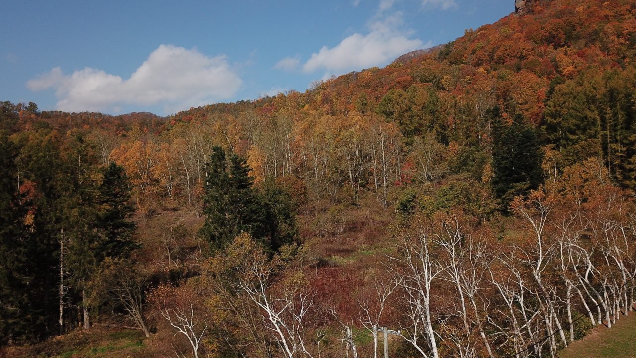 Niseko Realty Toya Ridge Trees